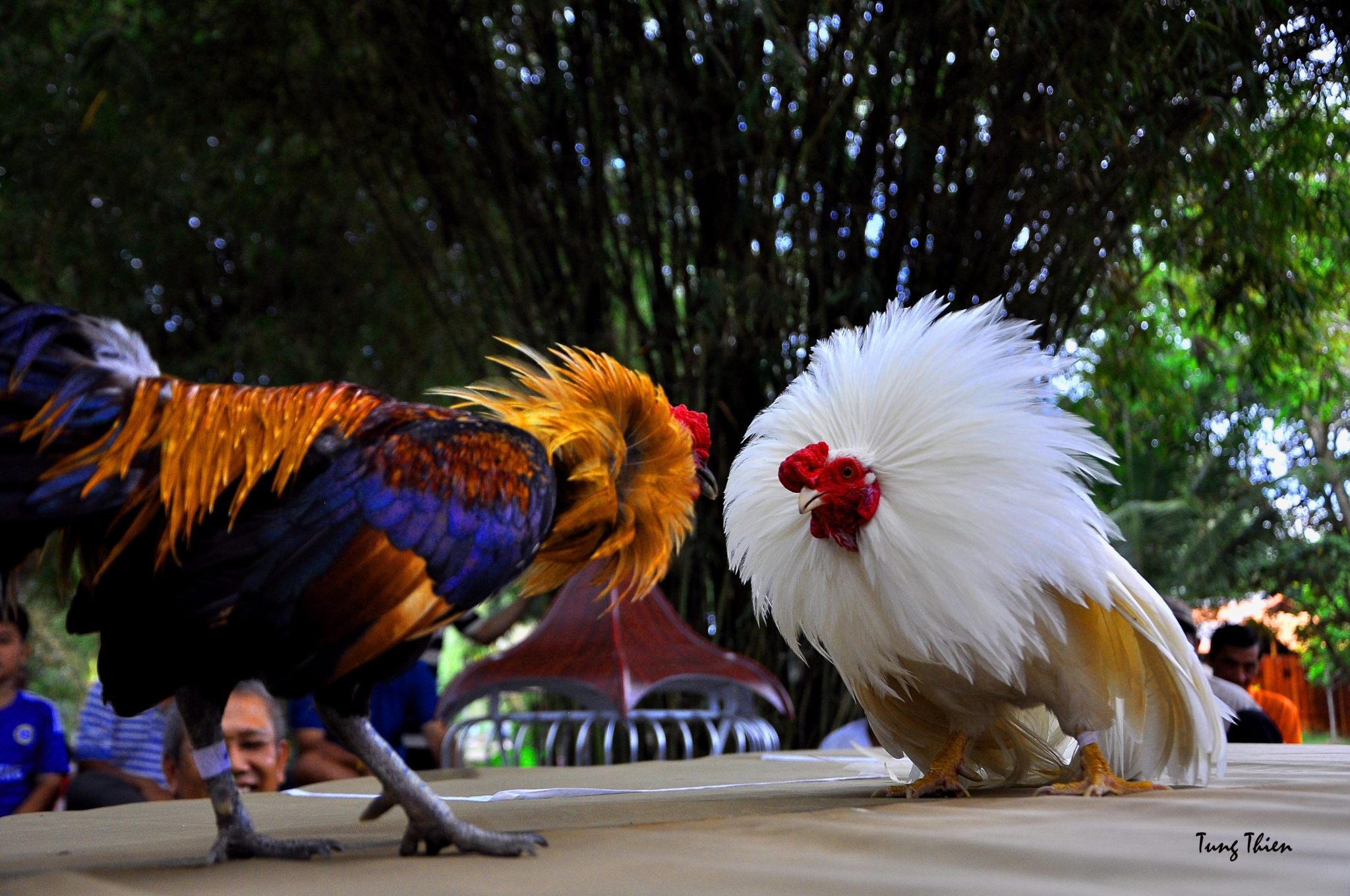 Đá gà Hay88 mang đến trải nghiệm cá cược trực tuyến rõ ràng và minh bạch