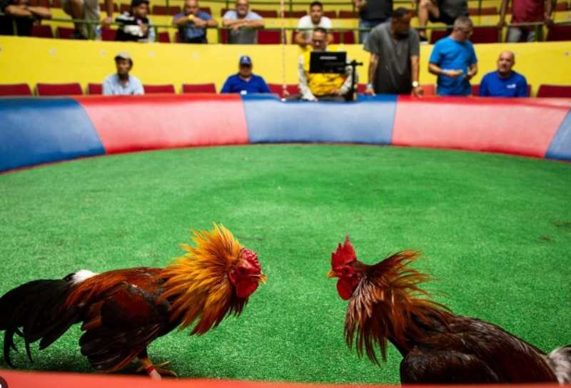 Hay88 cung cấp nhiều kèo đá gà như Meron, Wala, hòa và kèo chấp.