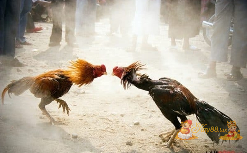 Trang chủ 24 Đá gà Hay88 đem lại cảm giác hồi hộp, kịch tính